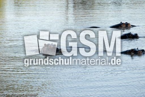 Flusspferd (20 von 104).jpg